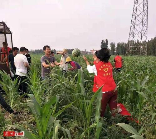 霸州最新的瓜爆料,揭秘背后惊人真相