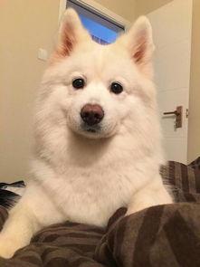 八哥爆料赤犬视频大全集