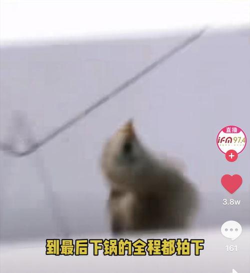 小熊炸毛被爆料视频大全,萌态百出引网友热议