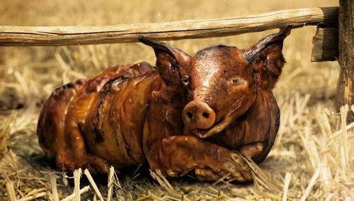 肥猪爆料虎子视频播放在线观看,独家内容在线观看，揭秘幕后故事