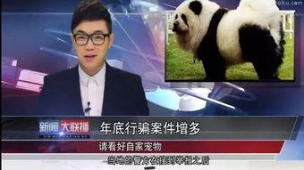 明星大鹏爆料事件视频在线观看